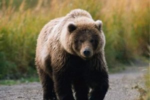 Kamchatsky bear je nejvhodnější mezi kosolap